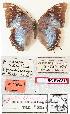  (Charaxes manica subrubidus - BC-EV0818)  @13 [ ] Unspecified (default): All Rights Reserved  Unspecified Unspecified