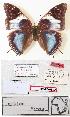  (Charaxes sikiae - BC-EV0822)  @12 [ ] Unspecified (default): All Rights Reserved  Unspecified Unspecified