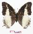  (Charaxes hildebrandti - BC-EV0838)  @14 [ ] Unspecified (default): All Rights Reserved  Unspecified Unspecified