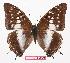  (Charaxes bamicekae - BC-EV0849)  @14 [ ] Unspecified (default): All Rights Reserved  Unspecified Unspecified