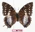  (Charaxes sp - BC-EV0866)  @15 [ ] Unspecified (default): All Rights Reserved  Unspecified Unspecified