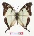  (Charaxes mafugensis - BC-EV0877)  @15 [ ] Unspecified (default): All Rights Reserved  Unspecified Unspecified