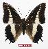  (Charaxes antiquus - BC-EV0885)  @14 [ ] Unspecified (default): All Rights Reserved  Unspecified Unspecified