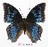  (Charaxes monteiri - BC-EV0887)  @13 [ ] Unspecified (default): All Rights Reserved  Unspecified Unspecified