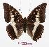  (Charaxes lemosi - BC-EV0889)  @15 [ ] Unspecified (default): All Rights Reserved  Unspecified Unspecified