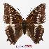  (Charaxes odysseus - BC-EV0890)  @13 [ ] Unspecified (default): All Rights Reserved  Unspecified Unspecified