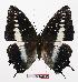  (Charaxes etesipe ssp1 - BC-EV0892)  @13 [ ] Unspecified (default): All Rights Reserved  Unspecified Unspecified