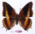  (Charaxes eudoxus lequexi - BC-EV0898)  @14 [ ] Unspecified (default): All Rights Reserved  Unspecified Unspecified