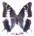  (Charaxes kirki - BC-EV0904)  @15 [ ] Unspecified (default): All Rights Reserved  Unspecified Unspecified