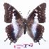  (Charaxes vansoni - BC-EV0909)  @15 [ ] Unspecified (default): All Rights Reserved  Unspecified Unspecified