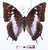  (Charaxes ethalion - BC-EV0916)  @15 [ ] Unspecified (default): All Rights Reserved  Unspecified Unspecified