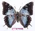  (Charaxes diversiforma - BC-EV0933)  @15 [ ] Unspecified (default): All Rights Reserved  Unspecified Unspecified