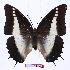  (Charaxes brutus alcyone - BC-EV0945)  @13 [ ] Unspecified (default): All Rights Reserved  Unspecified Unspecified