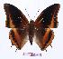  (Charaxes eudoxus mechowi - BC-EV0947)  @15 [ ] Unspecified (default): All Rights Reserved  Unspecified Unspecified