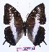  (Charaxes opinatus - BC-EV0953)  @13 [ ] Unspecified (default): All Rights Reserved  Unspecified Unspecified