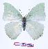  (Charaxes schiltzei - BC-EV0957)  @14 [ ] Unspecified (default): All Rights Reserved  Unspecified Unspecified