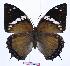  (Charaxes tiridates - BC-EV0960)  @14 [ ] Unspecified (default): All Rights Reserved  Unspecified Unspecified