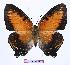  (Charaxes zingha - BC-EV0961)  @15 [ ] Unspecified (default): All Rights Reserved  Unspecified Unspecified