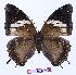  (Charaxes cedreatis kivu01 - BC-EV0962)  @15 [ ] Unspecified (default): All Rights Reserved  Unspecified Unspecified