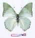  (Charaxes montis - BC-EV0969)  @13 [ ] Unspecified (default): All Rights Reserved  Unspecified Unspecified