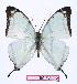  (Charaxes kahldeni - BC-EV0972)  @14 [ ] Unspecified (default): All Rights Reserved  Unspecified Unspecified