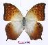  (Charaxes fulvescens - BC-EV0981)  @15 [ ] Unspecified (default): All Rights Reserved  Unspecified Unspecified