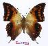  (Charaxes candiope - BC-EV0982)  @14 [ ] Unspecified (default): All Rights Reserved  Unspecified Unspecified