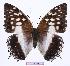  (Charaxes ameliae - BC-EV0984)  @15 [ ] Unspecified (default): All Rights Reserved  Unspecified Unspecified