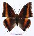  (Charaxes richelmanni - BC-EV0985)  @15 [ ] Unspecified (default): All Rights Reserved  Unspecified Unspecified