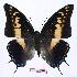  (Charaxes castor - BC-EV0997)  @15 [ ] Unspecified (default): All Rights Reserved  Unspecified Unspecified