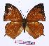  (Charaxes pleione bebra - BC-EV0998)  @13 [ ] Unspecified (default): All Rights Reserved  Unspecified Unspecified