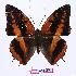  (Charaxes cynthia kinduana - BC-EV0999)  @14 [ ] Unspecified (default): All Rights Reserved  Unspecified Unspecified