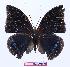  (Charaxes zelica depuncta - BC-EV1005)  @13 [ ] Unspecified (default): All Rights Reserved  Unspecified Unspecified