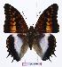  (Charaxes ansorgei jacksoni - BC-EV1014)  @14 [ ] Unspecified (default): All Rights Reserved  Unspecified Unspecified