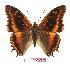  (Charaxes eudoxus musakensis - BC-EV1024)  @14 [ ] Unspecified (default): All Rights Reserved  Unspecified Unspecified