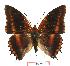  (Charaxes biokoensis - BC-EV1027)  @14 [ ] Unspecified (default): All Rights Reserved  Unspecified Unspecified