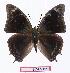  (Charaxes fulgurata - BC-EV1110)  @15 [ ] Unspecified (default): All Rights Reserved  Unspecified Unspecified