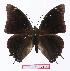  (Charaxes howarthi - BC-EV1111)  @15 [ ] Unspecified (default): All Rights Reserved  Unspecified Unspecified