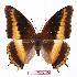  (Charaxes eudoxus eudoxus - BC-EV1116)  @14 [ ] Unspecified (default): All Rights Reserved  Unspecified Unspecified