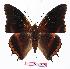  (Charaxes eudoxus - BC-EV1122)  @15 [ ] Unspecified (default): All Rights Reserved  Unspecified Unspecified