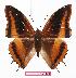  (Charaxes eudoxus zambiae - BC-EV1123)  @14 [ ] Unspecified (default): All Rights Reserved  Unspecified Unspecified