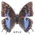  (Charaxes nyungwensis - BC-EV0023)  @14 [ ] Unspecified (default): All Rights Reserved  Unspecified Unspecified