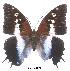  (Charaxes ansorgei ruandana - BC-EV0026)  @13 [ ] Unspecified (default): All Rights Reserved  Unspecified Unspecified