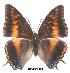  (Charaxes druceanus obscura - BC-EV0029)  @14 [ ] Unspecified (default): All Rights Reserved  Unspecified Unspecified