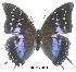  (Charaxes bouyeri - BC-EV0030)  @14 [ ] Unspecified (default): All Rights Reserved  Unspecified Unspecified