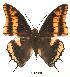  (Charaxes legeri - BC-EV0041)  @13 [ ] Unspecified (default): All Rights Reserved  Unspecified Unspecified