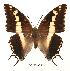  (Charaxes hansali - BC-EV0056)  @13 [ ] Unspecified (default): All Rights Reserved  Unspecified Unspecified