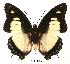  (Charaxes nobilis nobilis - BC-EV0057)  @14 [ ] Unspecified (default): All Rights Reserved  Unspecified Unspecified