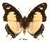  (Charaxes nobilis rosemariae - BC-EV0061)  @14 [ ] Unspecified (default): All Rights Reserved  Unspecified Unspecified