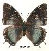  (Charaxes cedreatis cuvet01 - BC-EV0071)  @14 [ ] Unspecified (default): All Rights Reserved  Unspecified Unspecified